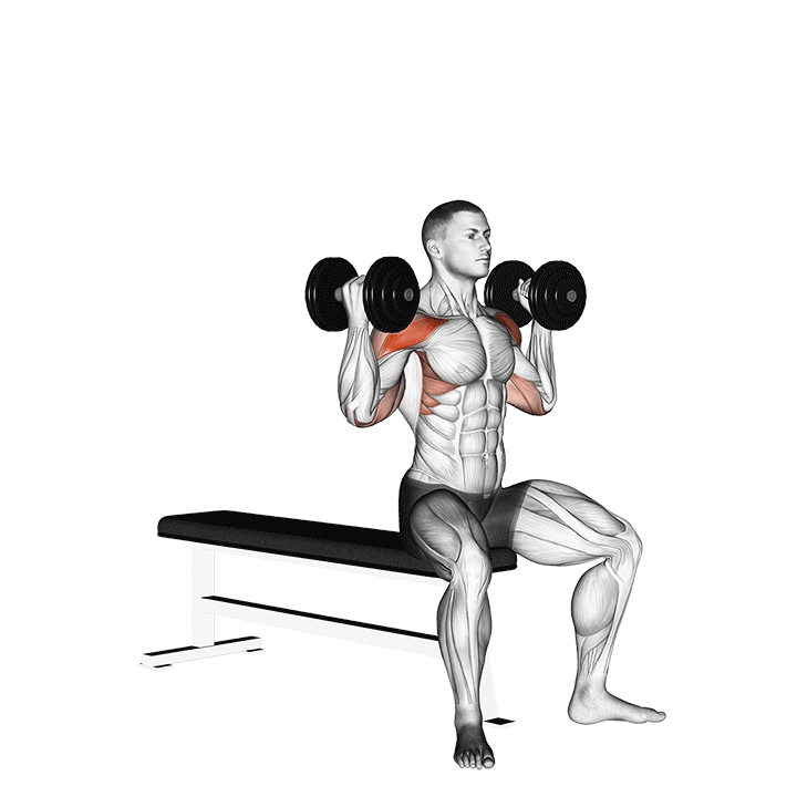 Kurzhantel Arnold-Presse v. 2