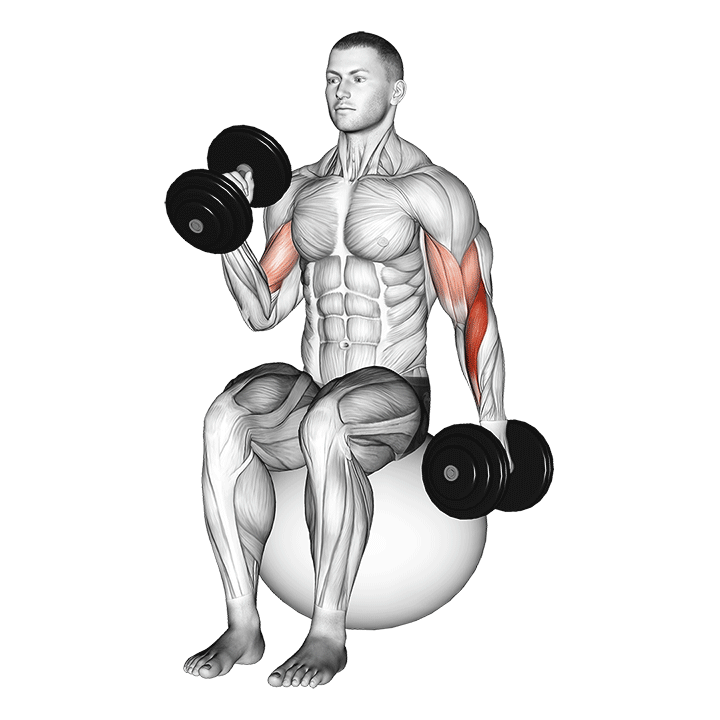 dumbbell seated alternate hammer curl on exercise ball