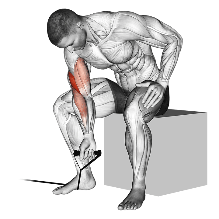 Демонстрация концентрированный бицепс-кёрл с лентой