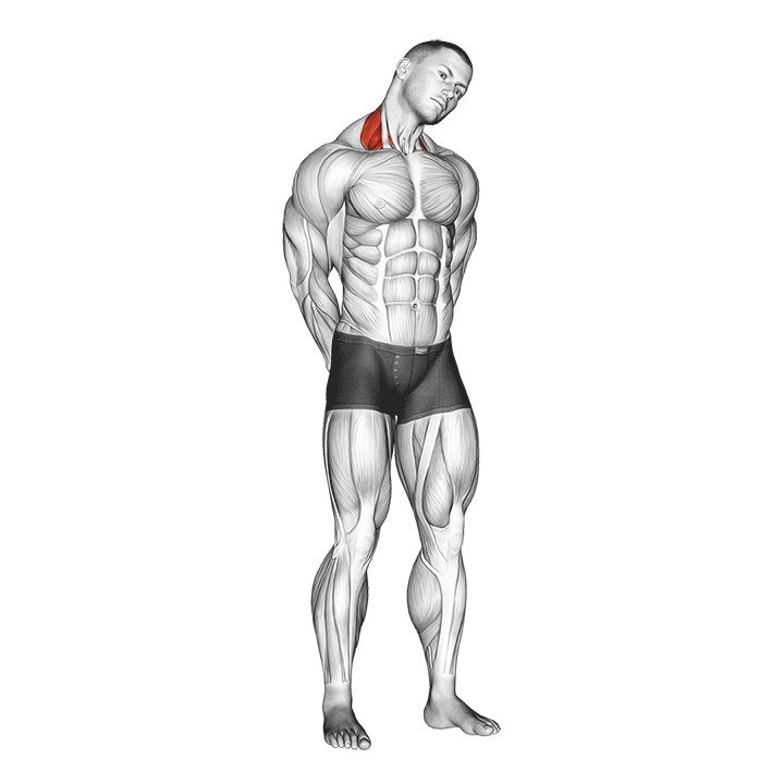 Демонстрация растяжка боковой части шеи
